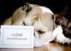 take a pro quality picture of my mini english bulldog with your message small2