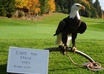 take a picture of my bald eagle, Eddie, with your message small2