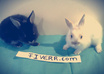 take pictures of my sweet bunnies with your message, logo or picture only small2
