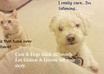 personalize your message on a picture of my dog Grover and cat Gideon small2
