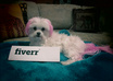 let my Pink Maltese Dog jump through a Pink hoop with your personalized message small2