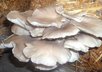 answer five questions related to increasing oyster mushrooms small2