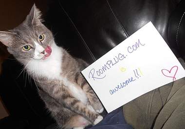 take several photos of my cat with your message big2