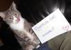 take several photos of my cat with your message small2