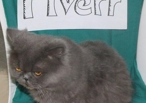 take 3 pictures of my grey persian cat OR my white pekingese dog with your sign to promote your business or website big2