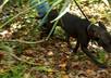 have my tracking dog find your message on HD Video small2