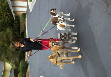 give you solid advice on your dog behavior challeges or training big2