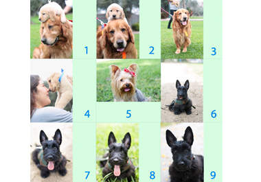 give you 3 collectible dog valentine cards, i can write your own personal message, unique photos, 18 models, im a photographer big2