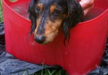 take a pic of my dachshund wearing your message big2