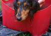 take a pic of my dachshund wearing your message small2