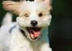 show you the fun Happy puppy to remove the emotion of  ickky memories small2