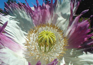 send u 100 Izmir Afghan Galania Papaver Somniferum Poppy Seeds big2