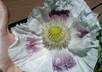 send u 500+ Giganteum Papaver Somniferum Poppy Seeds small2