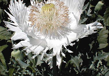 send u 300+ Heirloom White Fringed Petal Papaver Somniferum Poppy Flower Seeds big2