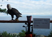 take a picture of my bald eagle, Eddie, with your message small3