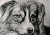 draw your pet portrait on paper with charcoal and pencil and will send it to you by mail, not digital small3