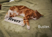 take a picture of your logo or text with my cute kittens small3