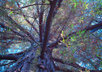 plant a WeForest tree and Tweet your contribution small3
