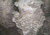answer five questions related to increasing oyster mushrooms small3