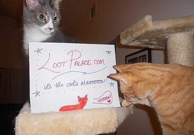 take several photos of my cat with your message big3