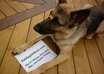 take incredible pictures of my dog holding your message, website, logo, fan sign or whatever you like small3