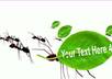 make Ants carry your Message and pictures HD video small3