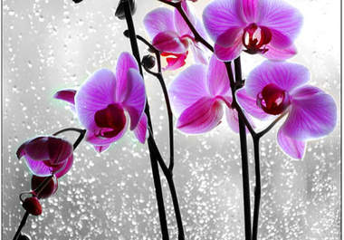 take your 5 photos and dramatically enhance one color to make them pop so you can give them out as cool gifts big3
