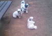 give you solid advice on your dog behavior challeges or training small3