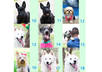 give you 3 collectible dog valentine cards, i can write your own personal message, unique photos, 18 models, im a photographer small3