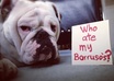 take a picture of my female bulldog with your message small3