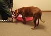 let my REDBONE coonhound choose your lottery numbers small3