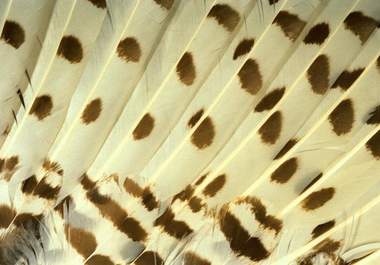 send you an awesome high resolution pack of bird feathers and includes colorful feathers from various beautiful birds from around the planet big3