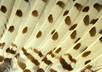 send you an awesome high resolution pack of bird feathers and includes colorful feathers from various beautiful birds from around the planet small3