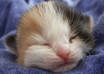 send you the loads of information on cat care and health, plus a special bonus