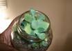 design  beautiful Terrariums,Mini Green Plants in a very small vase