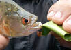 post videos of my piranhas tearing apart anything you ask small1