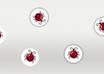 give you a fully customizable Bug Smasher Flash Game with FLA