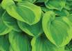 Green_leaves_2007_philip_jong_medium