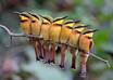 make a telephone complaint/compliment etc small1