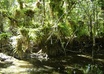 jump into a muddy creek small1
