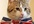 send you Feline Royalty