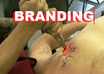 Branding