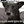 zoonix