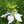 theblessedseed