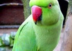 send you video in which parrot will give you any message small1