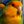 macparrot