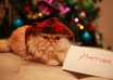take a photo of my male persian cat with your message small1