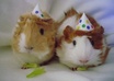 take a picture with your message with my two guinea pigs small1