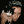 theblackcat