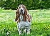 turn your photo into an amazing art